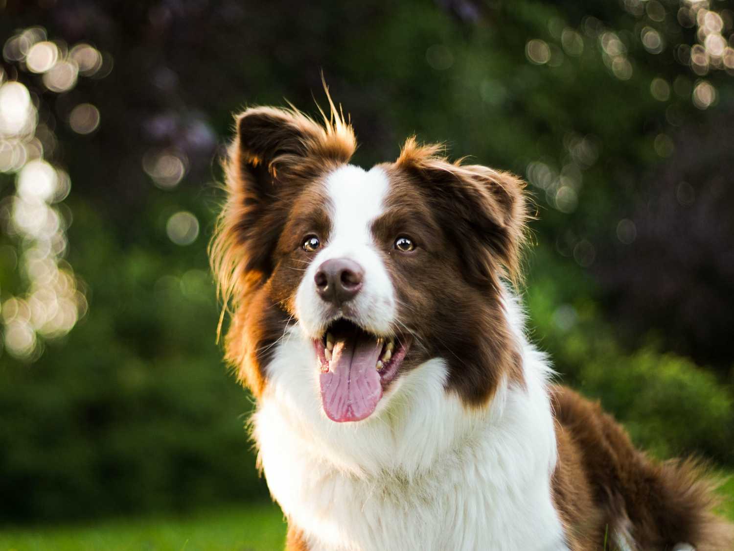 Border collie